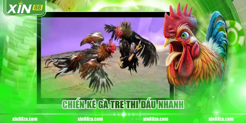 Chiến kê gà tre thi đấu nhanh