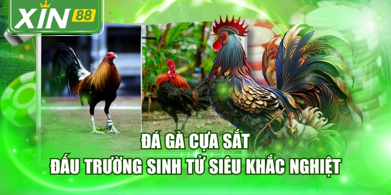 Đá Gà Cựa Sắt - Đấu Trường Sinh Tử Siêu Khắc Nghiệt