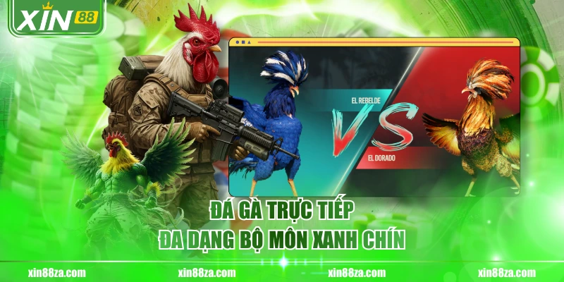 Đá gà trực tiếp đa dạng bộ môn xanh chín