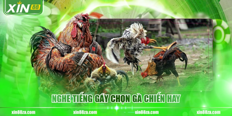 Nghe tiếng gáy chọn gà chiến hay