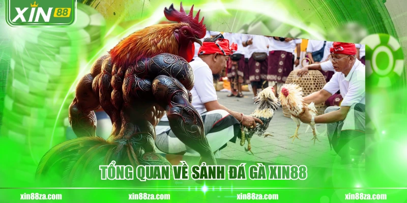 Tổng quan về sảnh đá gà XIN88
