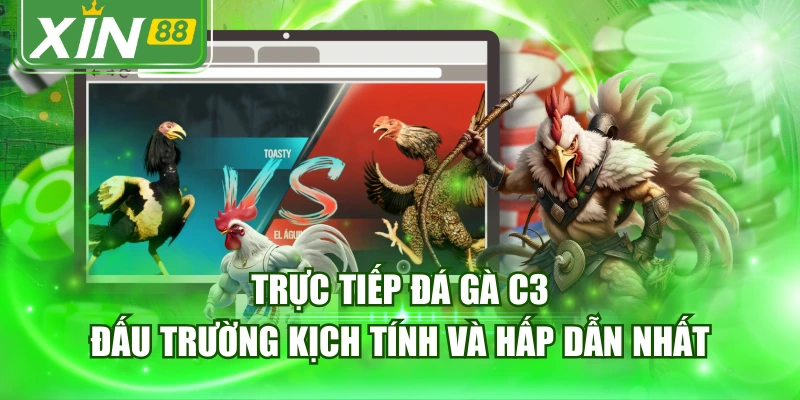 Trực Tiếp Đá Gà C3 - Đấu Trường Kịch Tính Và Hấp Dẫn Nhất